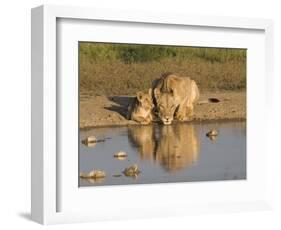 Lioness and Cubs, Kgalagadi Transfrontier Park, Northern Cape, South Africa, Africa-Toon Ann & Steve-Framed Photographic Print