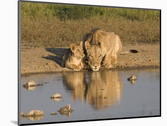 Lioness and Cubs, Kgalagadi Transfrontier Park, Northern Cape, South Africa, Africa-Toon Ann & Steve-Mounted Photographic Print