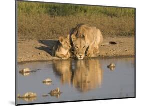 Lioness and Cubs, Kgalagadi Transfrontier Park, Northern Cape, South Africa, Africa-Toon Ann & Steve-Mounted Photographic Print