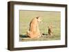 Lioness and cubs, Masai Mara, Kenya, East Africa, Africa-Karen Deakin-Framed Photographic Print