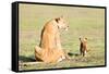 Lioness and cubs, Masai Mara, Kenya, East Africa, Africa-Karen Deakin-Framed Stretched Canvas