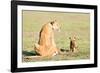 Lioness and cubs, Masai Mara, Kenya, East Africa, Africa-Karen Deakin-Framed Photographic Print