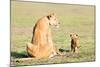 Lioness and cubs, Masai Mara, Kenya, East Africa, Africa-Karen Deakin-Mounted Photographic Print