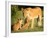 Lioness and cubs, Masai Mara, Kenya, East Africa, Africa-Karen Deakin-Framed Photographic Print