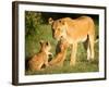 Lioness and cubs, Masai Mara, Kenya, East Africa, Africa-Karen Deakin-Framed Photographic Print