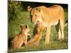 Lioness and cubs, Masai Mara, Kenya, East Africa, Africa-Karen Deakin-Mounted Photographic Print