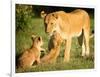 Lioness and cubs, Masai Mara, Kenya, East Africa, Africa-Karen Deakin-Framed Photographic Print