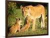 Lioness and cubs, Masai Mara, Kenya, East Africa, Africa-Karen Deakin-Framed Photographic Print