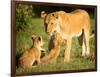 Lioness and cubs, Masai Mara, Kenya, East Africa, Africa-Karen Deakin-Framed Photographic Print