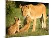 Lioness and cubs, Masai Mara, Kenya, East Africa, Africa-Karen Deakin-Mounted Photographic Print
