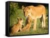 Lioness and cubs, Masai Mara, Kenya, East Africa, Africa-Karen Deakin-Framed Stretched Canvas