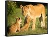 Lioness and cubs, Masai Mara, Kenya, East Africa, Africa-Karen Deakin-Framed Stretched Canvas