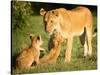 Lioness and cubs, Masai Mara, Kenya, East Africa, Africa-Karen Deakin-Stretched Canvas