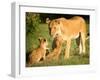 Lioness and cubs, Masai Mara, Kenya, East Africa, Africa-Karen Deakin-Framed Premium Photographic Print