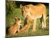 Lioness and cubs, Masai Mara, Kenya, East Africa, Africa-Karen Deakin-Mounted Premium Photographic Print