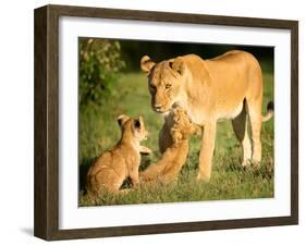 Lioness and cubs, Masai Mara, Kenya, East Africa, Africa-Karen Deakin-Framed Photographic Print