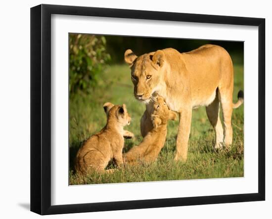 Lioness and cubs, Masai Mara, Kenya, East Africa, Africa-Karen Deakin-Framed Photographic Print