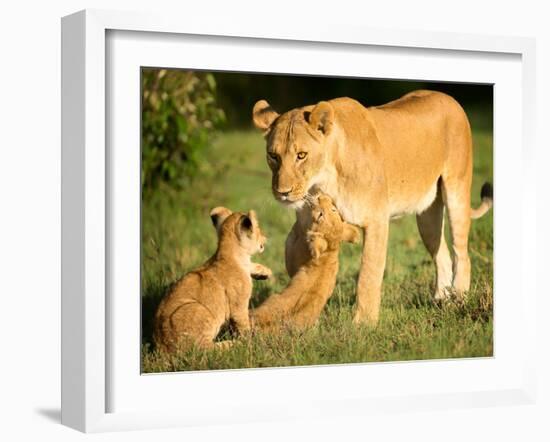 Lioness and cubs, Masai Mara, Kenya, East Africa, Africa-Karen Deakin-Framed Photographic Print