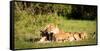 Lioness and cubs, Masai Mara, Kenya, East Africa, Africa-Karen Deakin-Framed Stretched Canvas