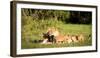 Lioness and cubs, Masai Mara, Kenya, East Africa, Africa-Karen Deakin-Framed Photographic Print