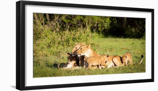 Lioness and cubs, Masai Mara, Kenya, East Africa, Africa-Karen Deakin-Framed Photographic Print