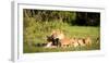 Lioness and cubs, Masai Mara, Kenya, East Africa, Africa-Karen Deakin-Framed Photographic Print