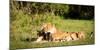 Lioness and cubs, Masai Mara, Kenya, East Africa, Africa-Karen Deakin-Mounted Photographic Print