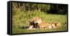 Lioness and cubs, Masai Mara, Kenya, East Africa, Africa-Karen Deakin-Framed Stretched Canvas