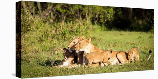 Lioness and cubs, Masai Mara, Kenya, East Africa, Africa-Karen Deakin-Stretched Canvas