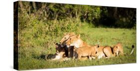 Lioness and cubs, Masai Mara, Kenya, East Africa, Africa-Karen Deakin-Stretched Canvas