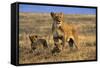 Lioness and Cubs, Ngorongoro Crater, Tanzania-Paul Joynson Hicks-Framed Stretched Canvas