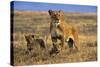 Lioness and Cubs, Ngorongoro Crater, Tanzania-Paul Joynson Hicks-Stretched Canvas
