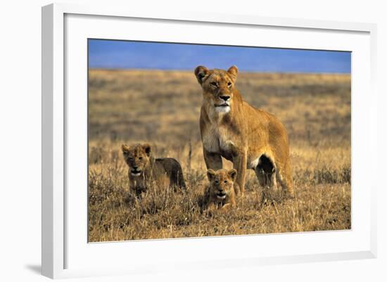 Lioness and Cubs, Ngorongoro Crater, Tanzania-Paul Joynson Hicks-Framed Photographic Print