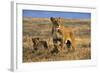 Lioness and Cubs, Ngorongoro Crater, Tanzania-Paul Joynson Hicks-Framed Photographic Print