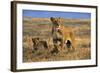 Lioness and Cubs, Ngorongoro Crater, Tanzania-Paul Joynson Hicks-Framed Photographic Print