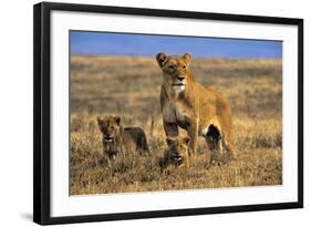 Lioness and Cubs, Ngorongoro Crater, Tanzania-Paul Joynson Hicks-Framed Photographic Print