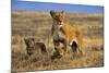 Lioness and Cubs, Ngorongoro Crater, Tanzania-Paul Joynson Hicks-Mounted Photographic Print