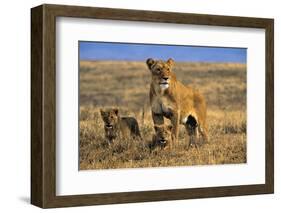 Lioness and Cubs, Ngorongoro Crater, Tanzania-Paul Joynson Hicks-Framed Photographic Print