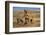 Lioness and Cubs, Ngorongoro Crater, Tanzania-Paul Joynson Hicks-Framed Photographic Print