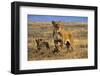 Lioness and Cubs, Ngorongoro Crater, Tanzania-Paul Joynson Hicks-Framed Photographic Print