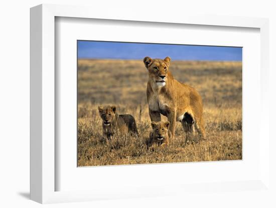 Lioness and Cubs, Ngorongoro Crater, Tanzania-Paul Joynson Hicks-Framed Photographic Print