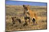 Lioness and Cubs, Ngorongoro Crater, Tanzania-Paul Joynson Hicks-Mounted Photographic Print