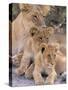 Lioness and Cubs, Okavango Delta, Botswana-Pete Oxford-Stretched Canvas