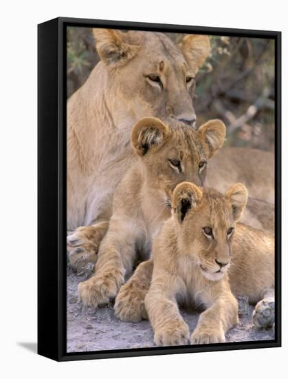Lioness and Cubs, Okavango Delta, Botswana-Pete Oxford-Framed Stretched Canvas