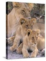 Lioness and Cubs, Okavango Delta, Botswana-Pete Oxford-Stretched Canvas