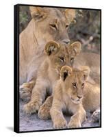 Lioness and Cubs, Okavango Delta, Botswana-Pete Oxford-Framed Stretched Canvas