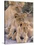 Lioness and Cubs, Okavango Delta, Botswana-Pete Oxford-Stretched Canvas