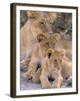 Lioness and Cubs, Okavango Delta, Botswana-Pete Oxford-Framed Premium Photographic Print