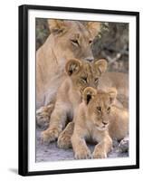 Lioness and Cubs, Okavango Delta, Botswana-Pete Oxford-Framed Premium Photographic Print