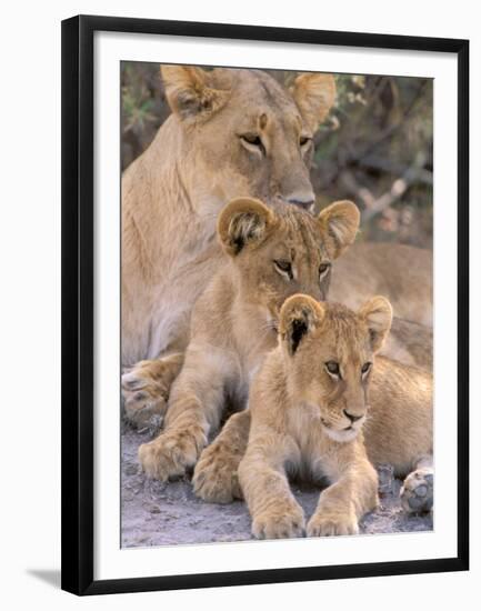 Lioness and Cubs, Okavango Delta, Botswana-Pete Oxford-Framed Premium Photographic Print